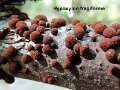 Hypoxylon fragiforme-amf993